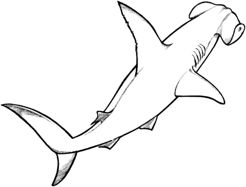 Dibujo de Un Tiburón Martillo para colorear | Dibujos para ...