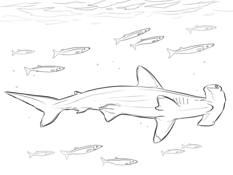 Dibujo de Tiburón Martillo con Peces Piloto para colorear ...