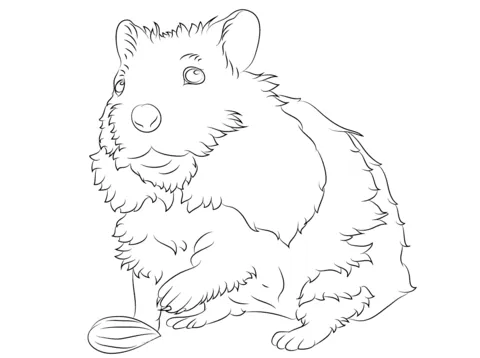 Dibujo de Tierno Hamster para colorear | Dibujos para colorear ...