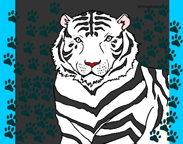Dibujo de tigre blanco pintado por Emo_ en Dibujos.net el día 21 ...