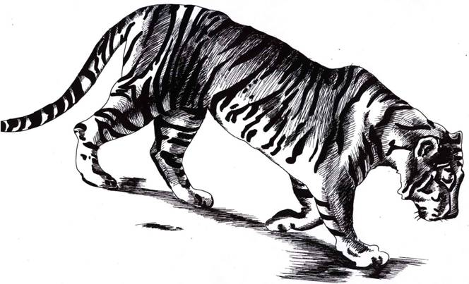 Dibujo de un tigre caminando | Dibujos para Colorear