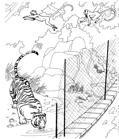 Dibujo de Un Tigre en el Zoológico para colorear | Dibujos para ...