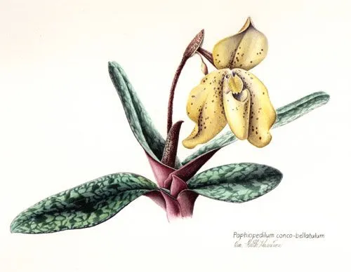 Láminas botánicas de orquídeas | Tillandsias Aéreas