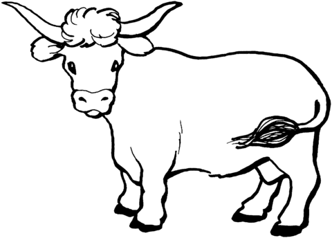 Dibujo de Un Toro para colorear | Dibujos para colorear imprimir ... Dibujo de Un Toro para colorear | Dibujos para colorear imprimir ...