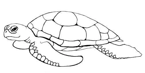 Dibujos para colorear de tortugas marinas - Imagui