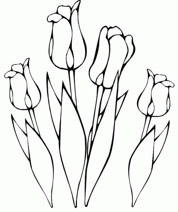 Dibujo de Tulipanes para colorear. Dibujos infantiles de Tulipanes ...