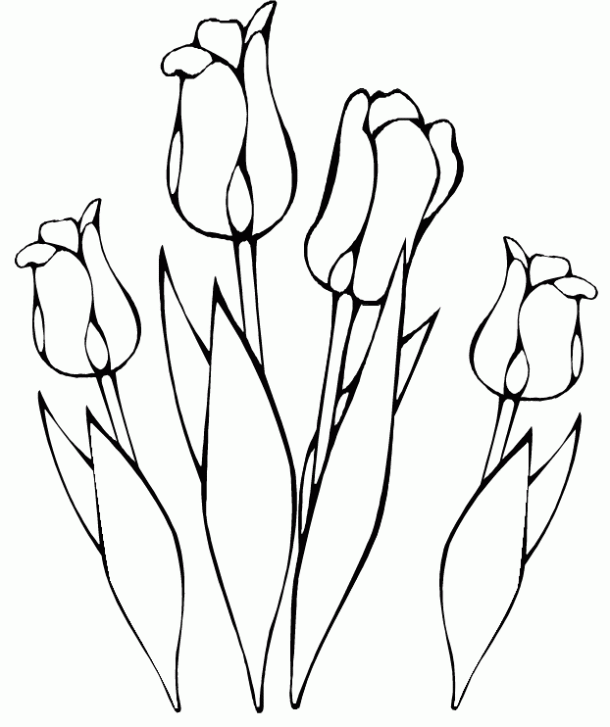 Dibujo de Tulipanes para colorear. Dibujos infantiles de Tulipanes ... Dibujo de Tulipanes para colorear. Dibujos infantiles de Tulipanes ...