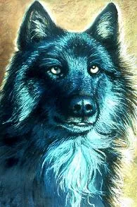 Dibujos de lobos. Dibujos de lobos para colorear. Dibujos de lobos. Dibujos de lobos para colorear.