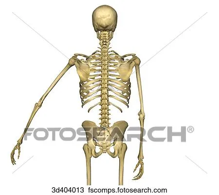 Dibujo - vista posterior, de, esqueleto humano, de, mid-thigh ...