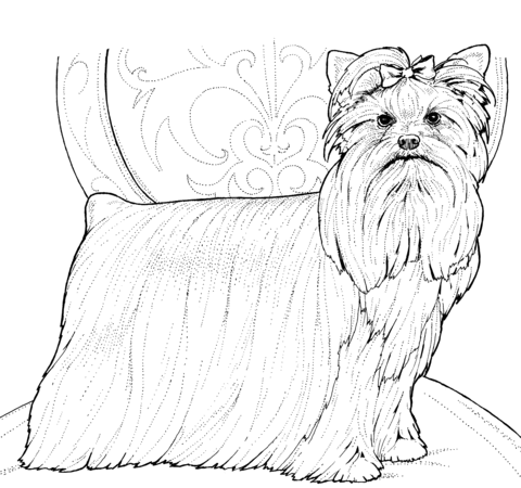 Dibujo de Yorkshire Terrier o Yorkie para colorear | Dibujos para ...