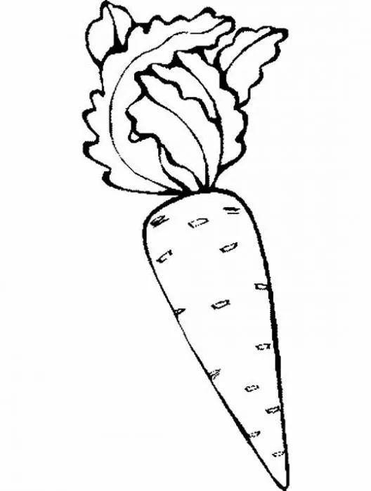 Dibujo de Zanahorias. Dibujo para colorear de Zanahorias. Dibujos ...