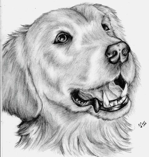 Dibujo/drawin perro pequeño a lapiz | dibujos mios | Pinterest