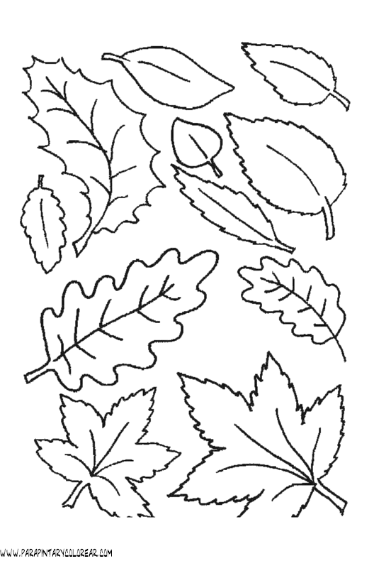 Colorear hojas arboles - Imagui