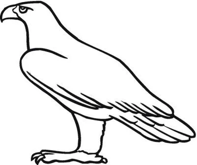 Dibujos de águilas » AGUILAPEDIA