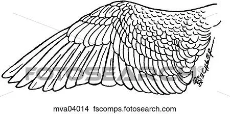 Dibujos - ala, plumas mva04014 - Buscar Clip Art, Ilustraciones de ... Dibujos - ala, plumas mva04014 - Buscar Clip Art, Ilustraciones de ...