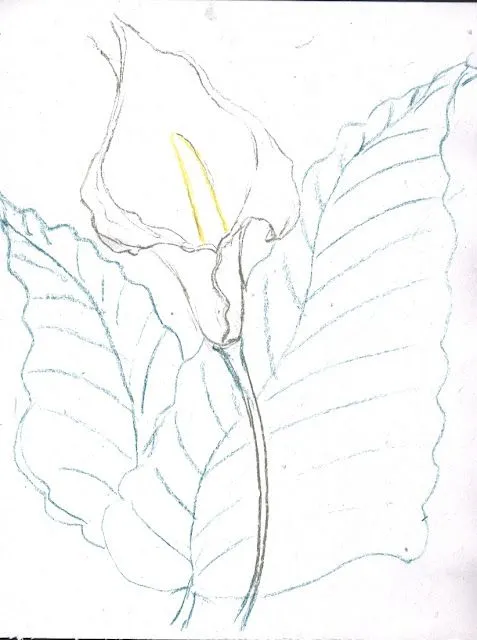 Dibujos flores alcatraz - Imagui