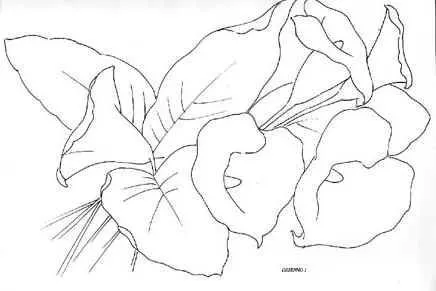 Dibujo flor alcatraz - Imagui