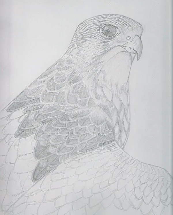 Dibujos de halcones a lapiz - Imagui