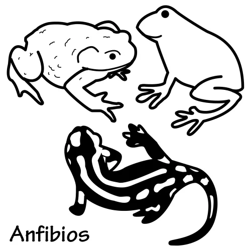 Animales anfibios para colorear e imprimir - Imagui
