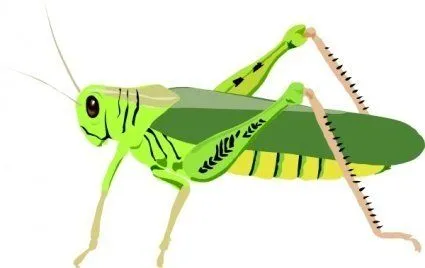 Dibujos animados Bugs Cavalletta insectos saltamontes insectos ...
