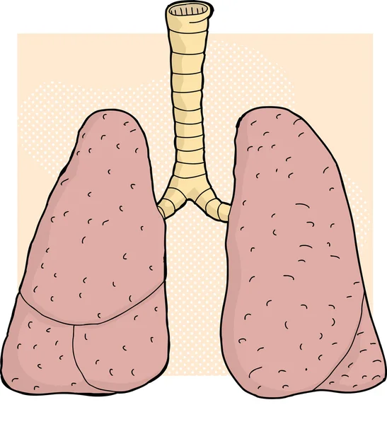 Dibujos animados de pulmones humanos — Vector stock ...