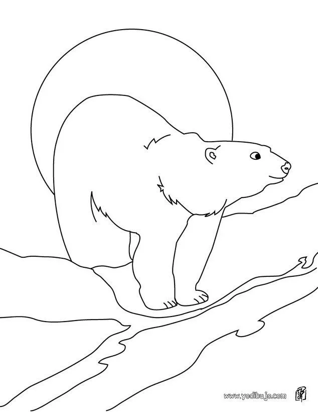 Dibujos ANIMALES DE LA BANQUISA para colorear, OSO POLAR para imprimir