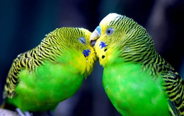 Fotografias de animales domesticos - Fotografias y fotos para imprimir Fotografias de animales domesticos - Fotografias y fotos para imprimir