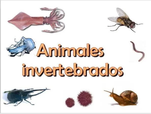 Dibujos de los animales invertebrados - Imagui