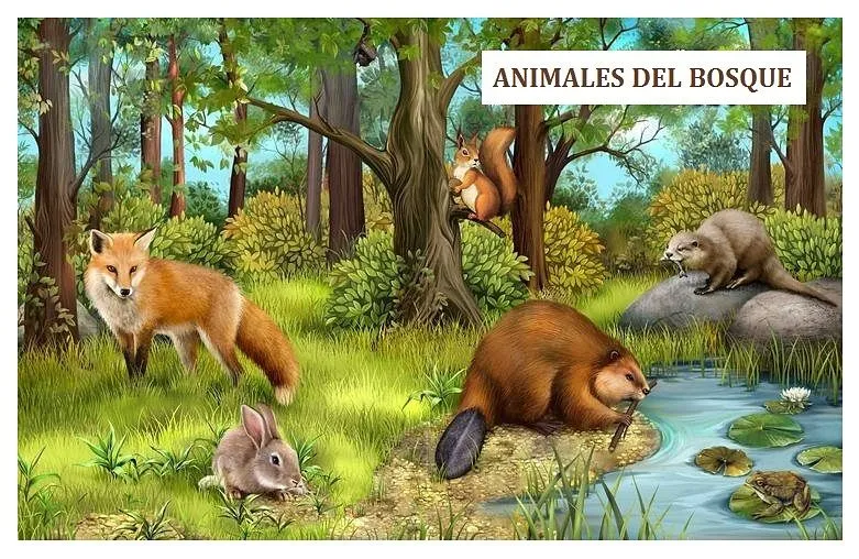 Dibujos de animales salvajes para imprimir - Web del maestro