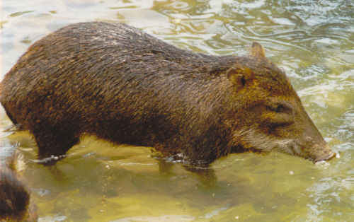 Dibujos de animales de la selva peruana - Imagui Dibujos de animales de la selva peruana - Imagui