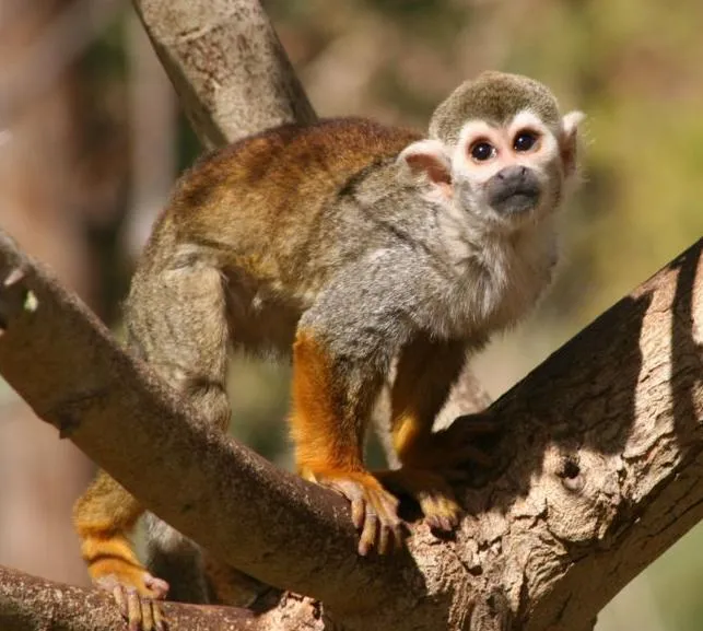 Dibujos de animales de la selva peruana - Imagui Dibujos de animales de la selva peruana - Imagui