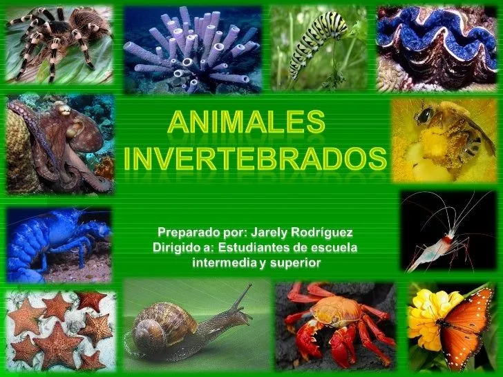 Animales invertebrados acuaticos - Imagui