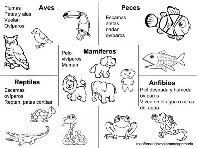 Dibujos de animales vertebrados para colorear - Animales vertebrados