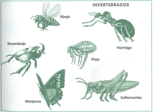 Dibujos de animales vertebrados - Imagui