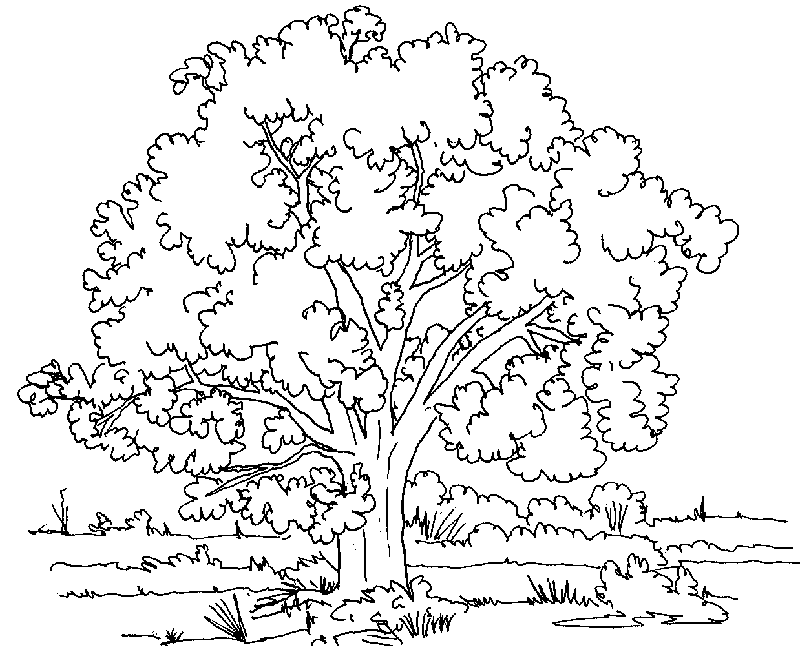 Dibujos de árboles. Dibujos para colorear de árboles. Dibujos ...