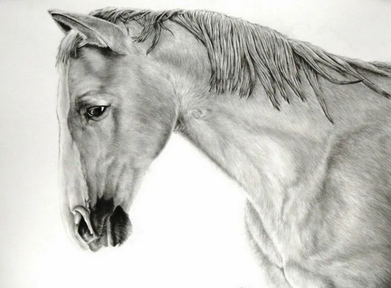 Dibujos artististicos de caballos - Imagui