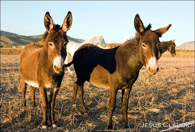 El Blog de Jesus Claudio: Asnos (Equus asinus) o burros, como ...