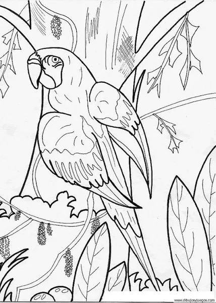Dibujos de aves exóticas para colorear - Imagui