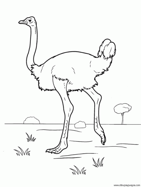 Dibujos de avestruz para colorear - Imagui