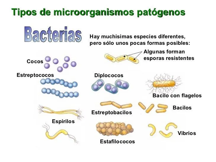 Dibujos de bacterias con sus nombres - Imagui