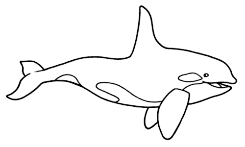 Dibujos de ballenas orcas » ORCAPEDIA