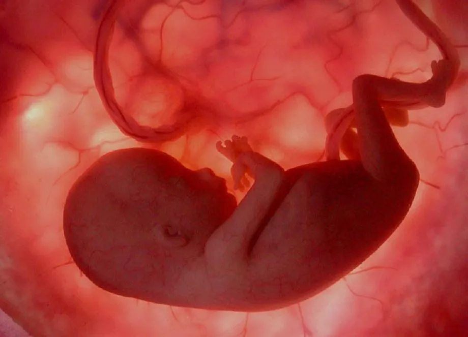 Imagen de bebés en el vientre - Imagui