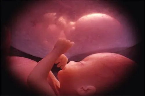 bebe creciendo dentro del vientre el organismo de la madre ha ...