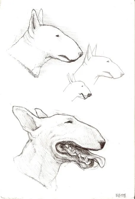 Bull terrier dibujado a lapiz - Imagui