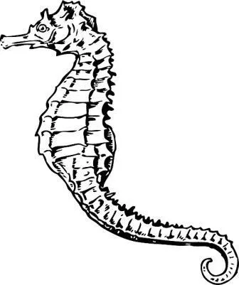 Dibujos de caballitos de mar para colorear | CABALLITODEMARPEDIA Dibujos de caballitos de mar para colorear | CABALLITODEMARPEDIA