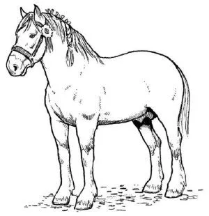 Dibujos de caballos para colorear.  Caballo adulto muy bien peinado y listo para una competencia de belleza. 