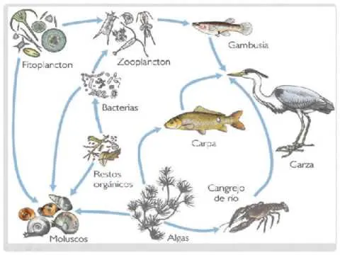 Dibujos de la cadena alimenticia acuatica - Imagui