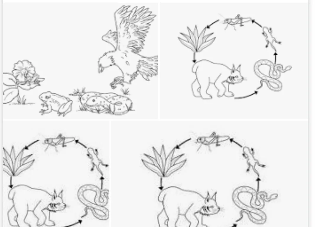 dibujos de cadena alimenticia de animales para colorear - Brainly.lat
