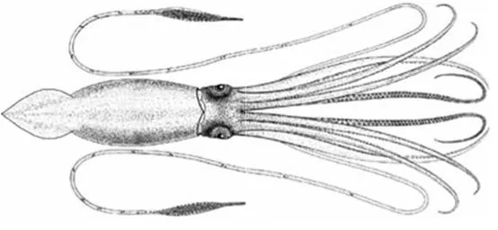 Dibujos de calamares » CALAMARPEDIA
