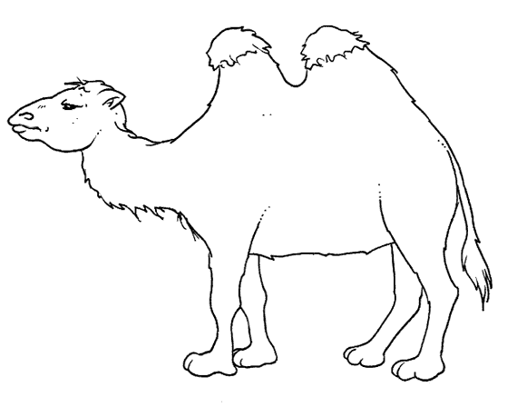 Dibujos de Camellos para colorear | Banco de imagenes